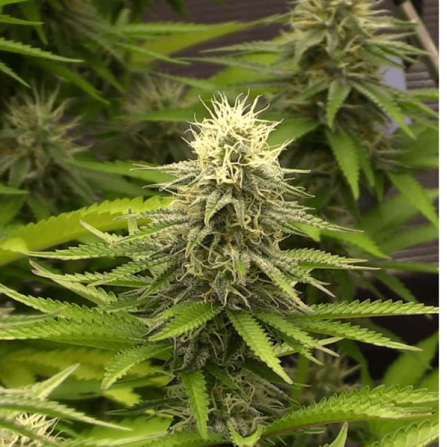 Насіння конопель Auto Skunk Mass Feminised