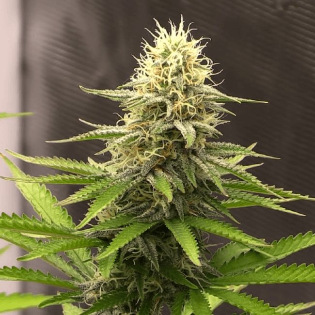 Насіння конопель Auto Skunk Mass Feminised