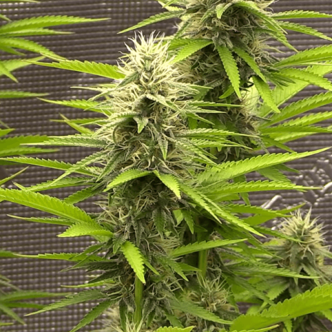 Насіння конопель Auto Skunk Mass Feminised