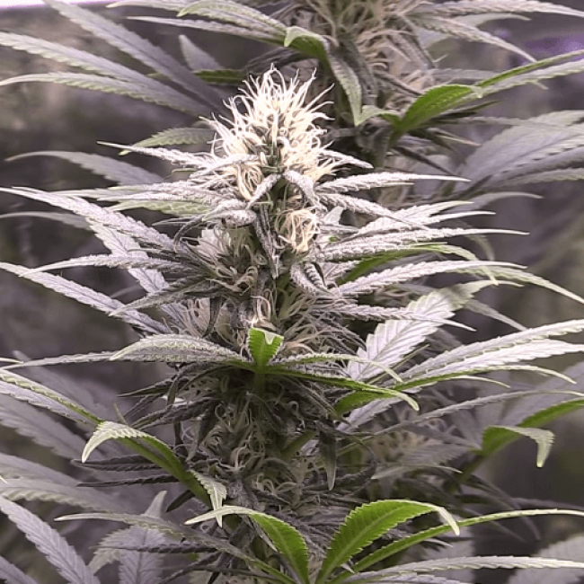 Auto Sour Diesel Haze Fem