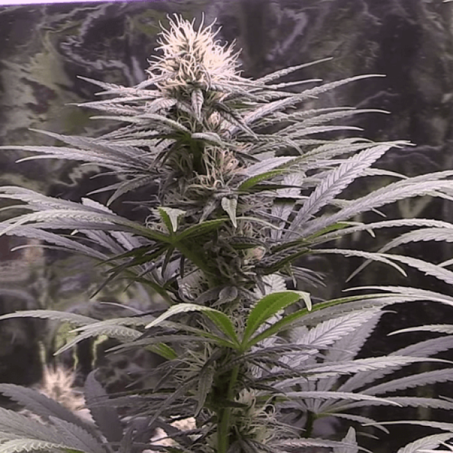 Auto Sour Diesel Haze Fem