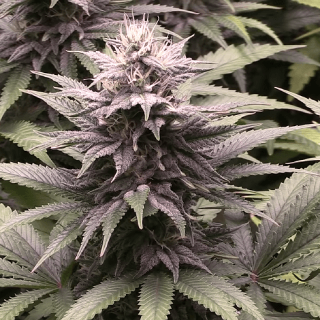 Auto Sour Diesel Haze Fem
