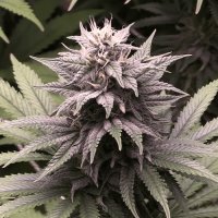 Auto Sour Diesel Haze Fem