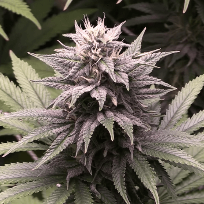 Auto Sour Diesel Haze Fem Auto Sour Diesel Haze Fem