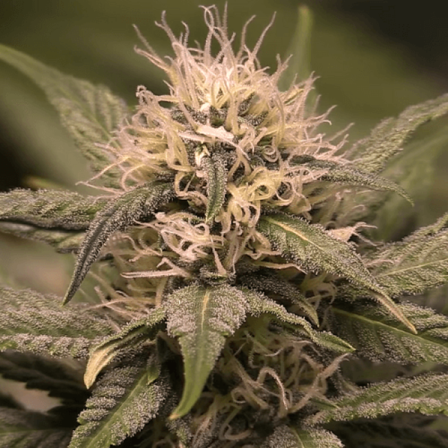 Auto Sour Diesel Haze Fem