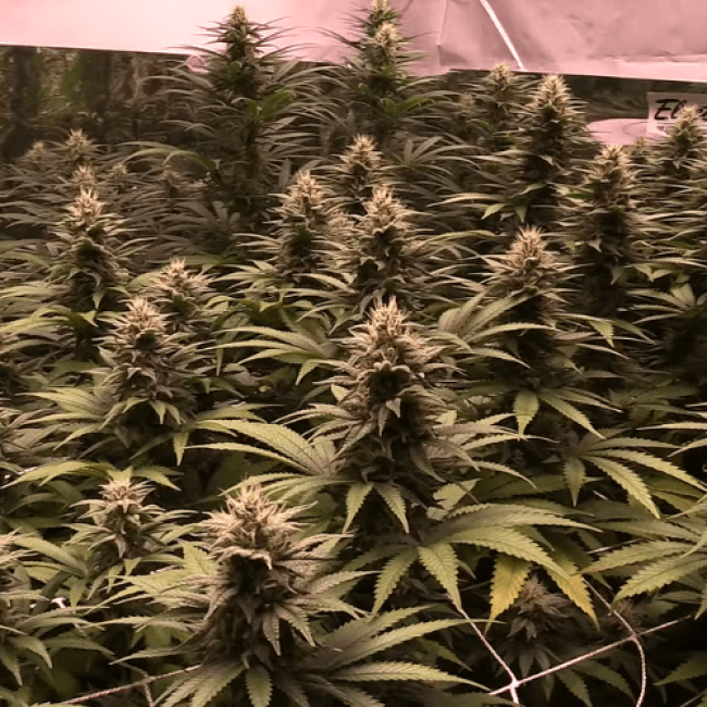 Auto Sour Diesel Haze Fem