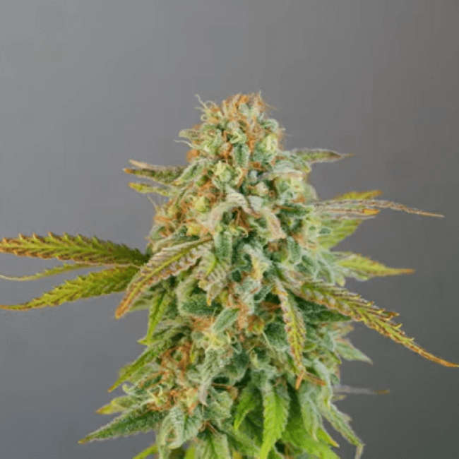 Насіння канабісу Auto Super Critical Fem Насіння канабісу Auto Super Critical Fem