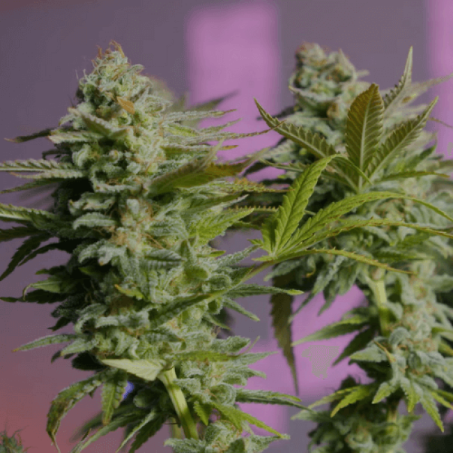 Насіння канабісу Auto Super Critical Fem