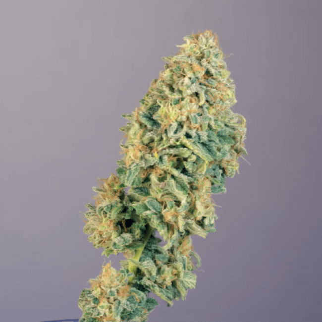 Насіння канабісу Auto Super Critical Fem