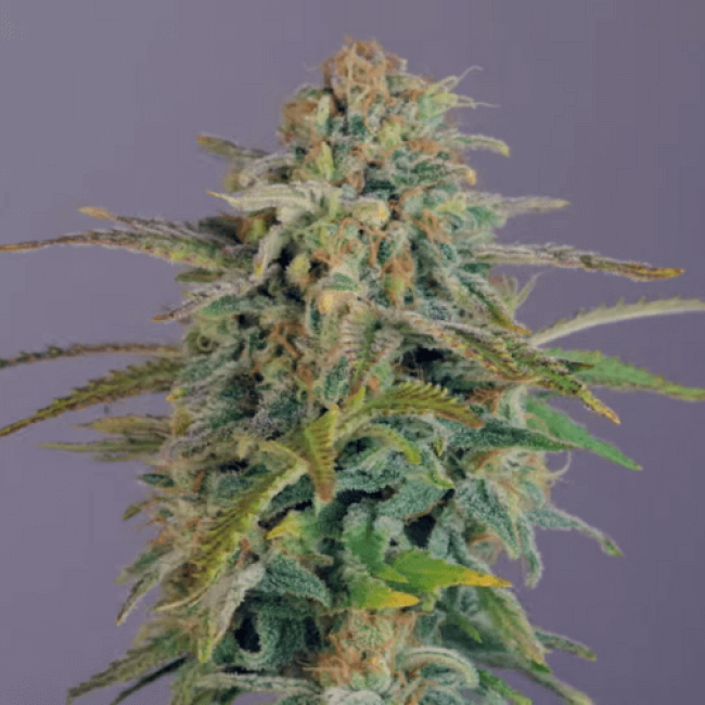 Насіння канабісу Auto Super Critical Fem