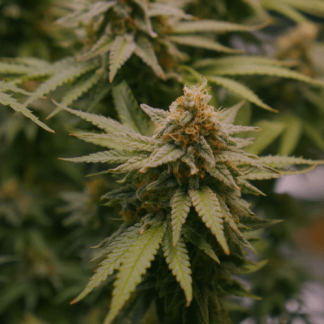 Насіння канабісу Auto Super Critical Fem