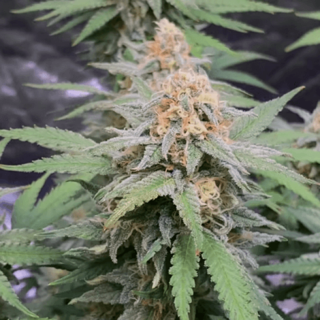 Насіння канабісу Auto Super Critical Fem