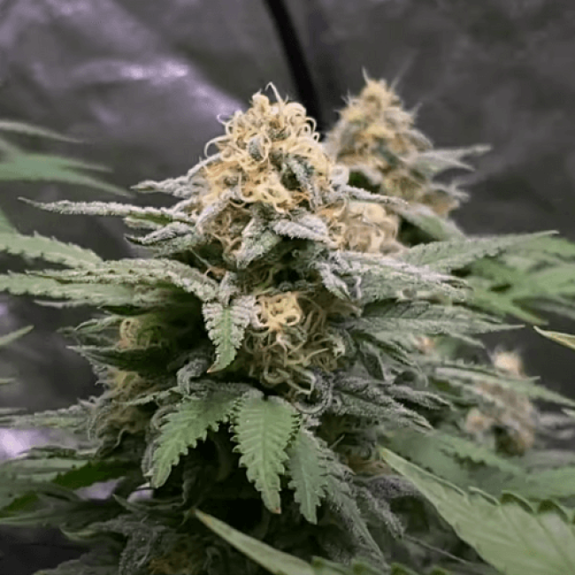 Насіння канабісу Auto Super Critical Fem