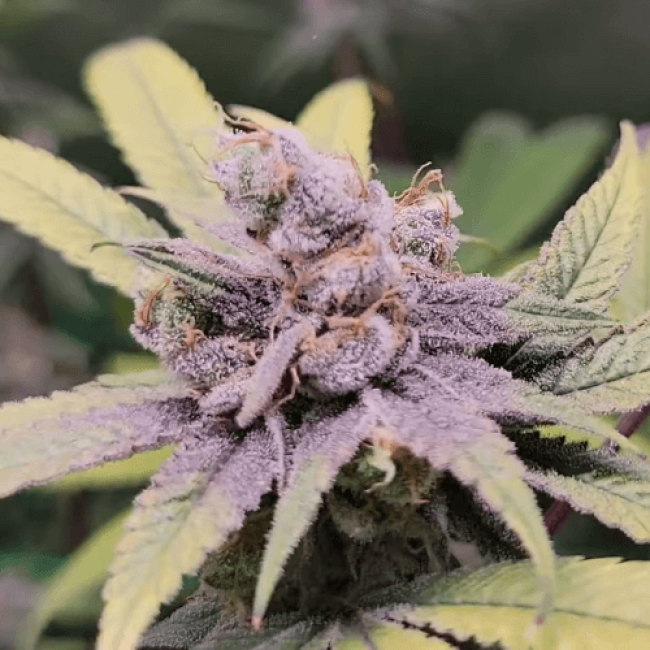 Семена конопли Auto Super Skunk 