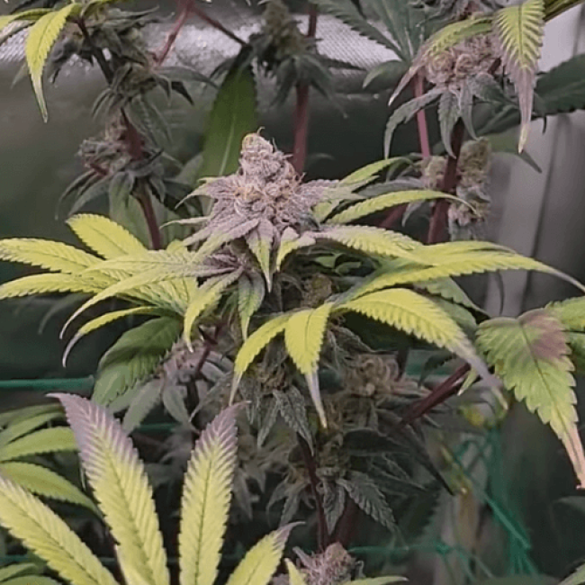 Семена конопли Auto Super Skunk 