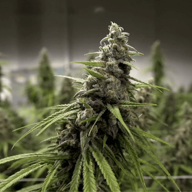Зерна Маріхуани Auto Sweet Mango