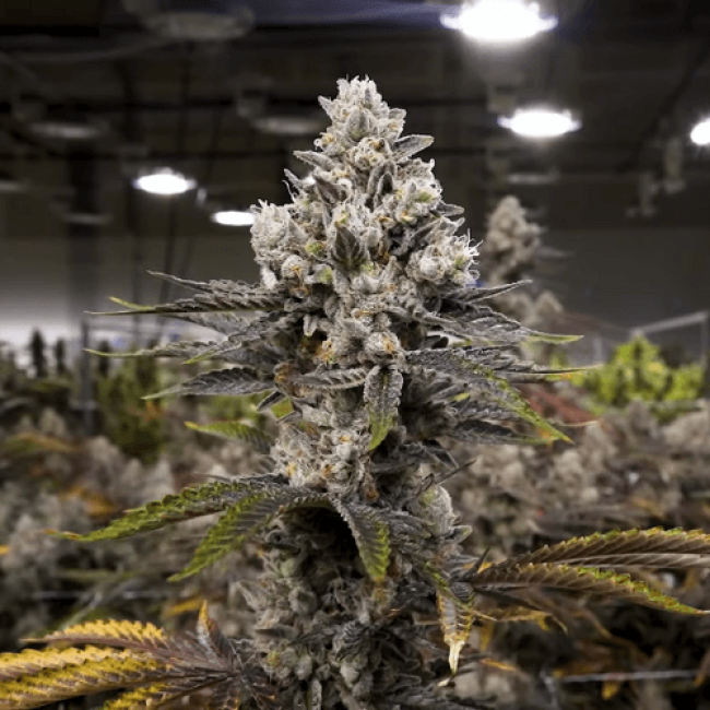 Auto Sweet Soma