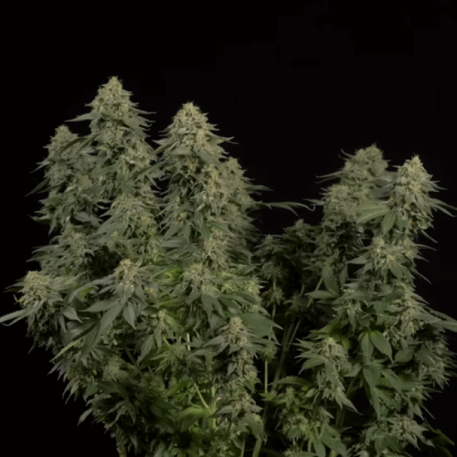 Семена конопли White Widow Авто фем Испания 