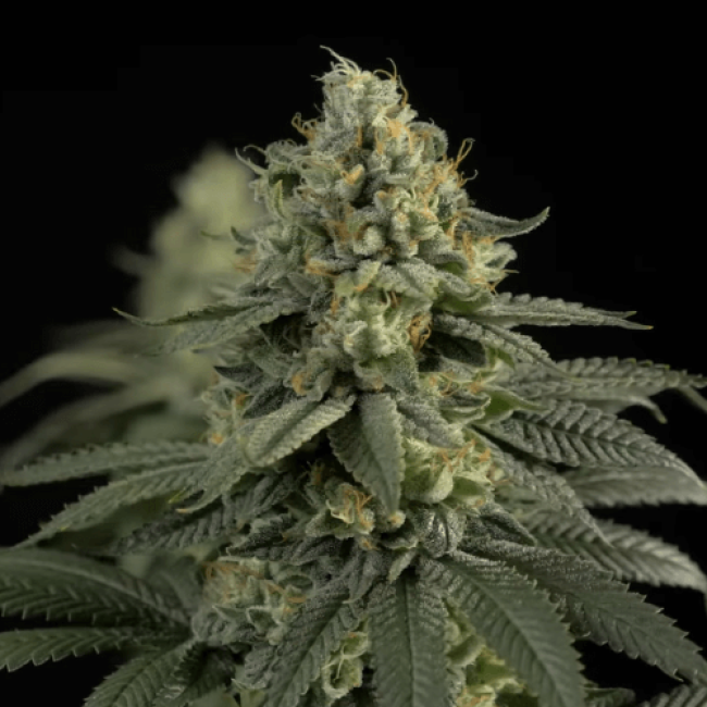 Auto White Widow Насіння конопель