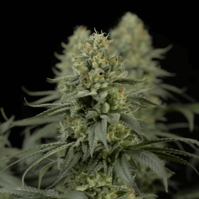 Семена конопли White Widow Авто фем Испания Семена конопли White Widow Авто фем Испания