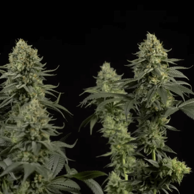 Auto White Widow Насіння конопель