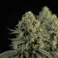 Auto White Widow