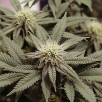 Big Bud Feminized