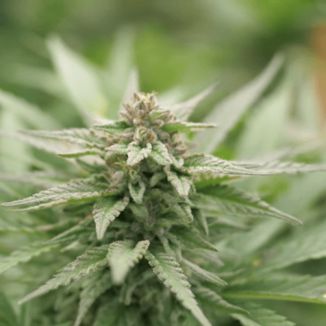 Феминизированные Семена конопли Big Bud