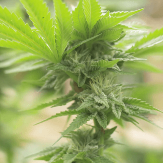 Феминизированные Семена конопли Big Bud