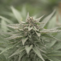 Big Bud XXL Fem