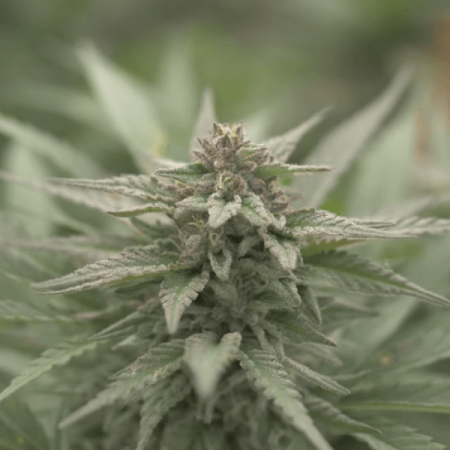 Семена каннабиса Big Bud XXL Fem  