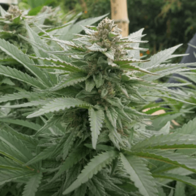 Семена каннабиса Big Bud XXL Fem  