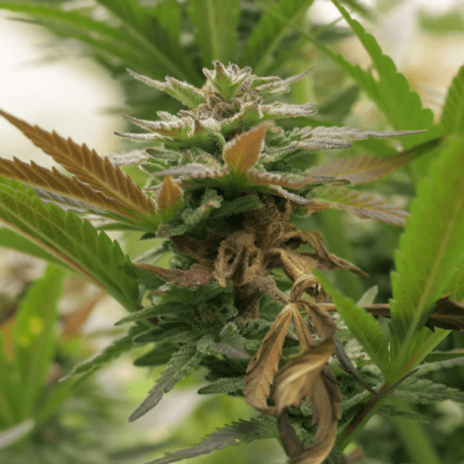 Семена каннабиса Big Bud XXL Fem  