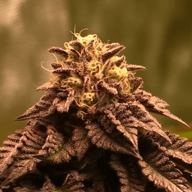 Семена конопли Big Devil Auto Fem (Биг Девил)