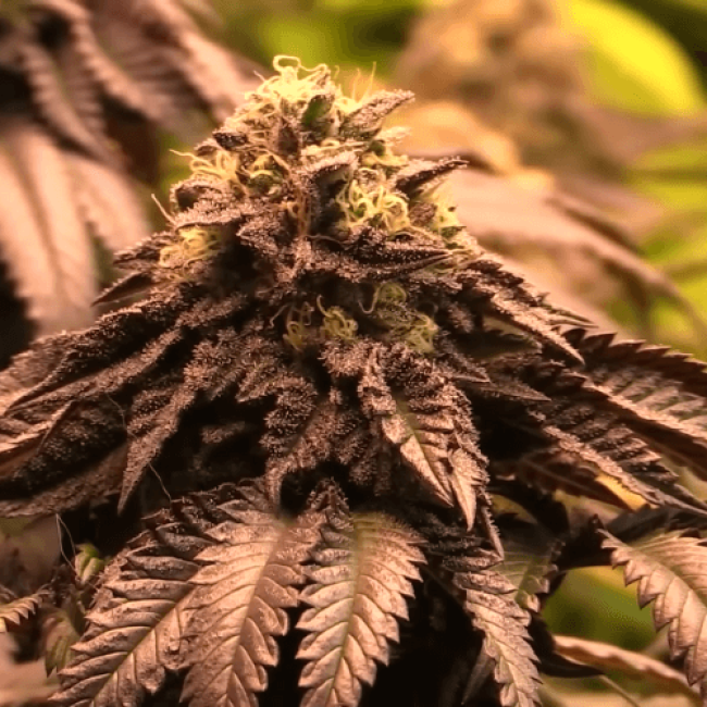 Семена конопли Big Devil Auto Fem (Биг Девил)