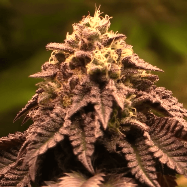 Семена конопли Big Devil Auto Fem (Биг Девил)