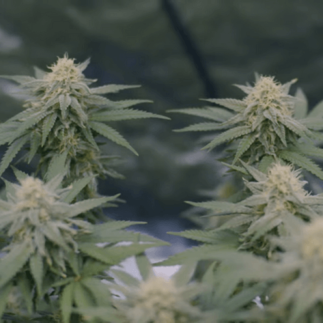 Насіння конопель Blue Grapefruit Feminised