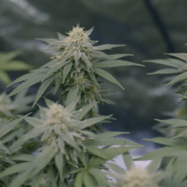 Насіння конопель Blue Grapefruit Feminised