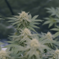 Blue Grapefruit Feminised