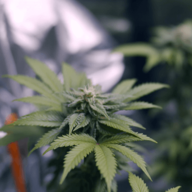 Семена конопли Caramel Kush Feminised