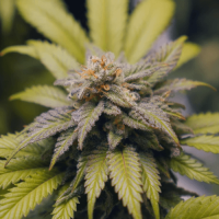 Caramel Kush Feminised