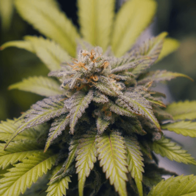 Семена конопли Caramel Kush Feminised