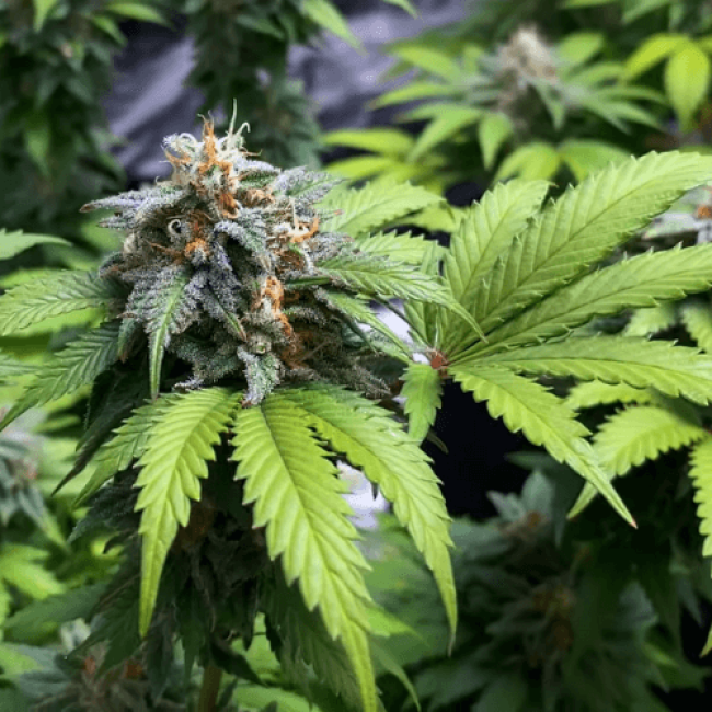 Семена конопли Caramel Kush Feminised