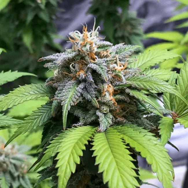 Семена конопли Caramel Kush Feminised