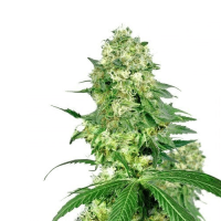 Auto CBD Blue Shark Fem