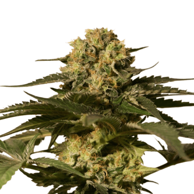 Auto CBD Critical Cure Fem