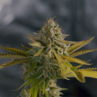 Chocolate Kush Feminised
