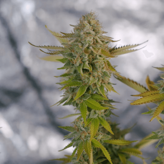 Chocolate Kush Feminised