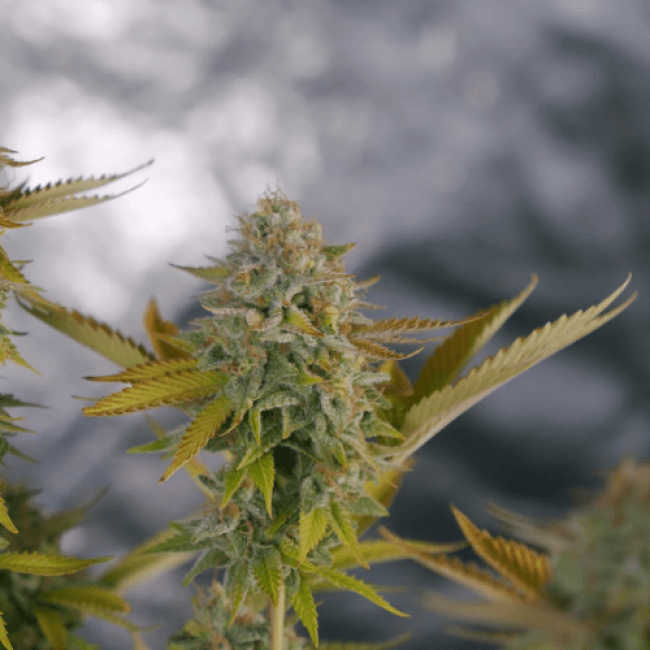 Chocolate Kush Feminised