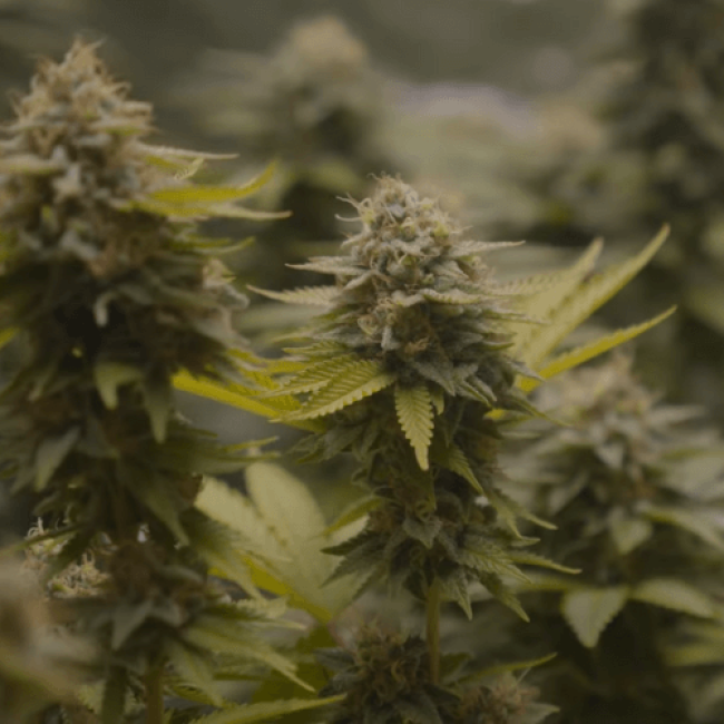 Chocolate Kush Feminised